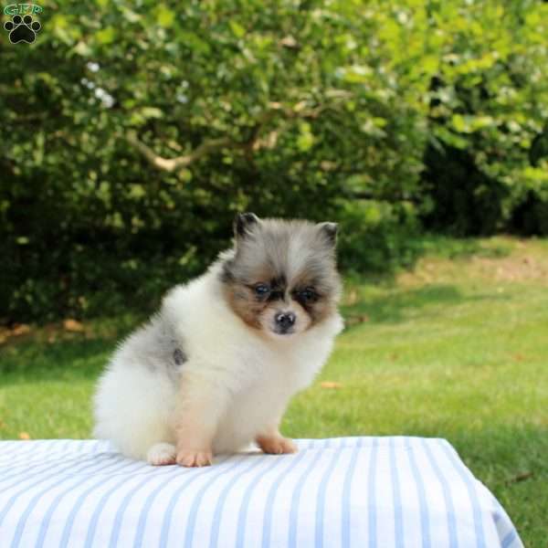 Maria, Pomeranian Puppy